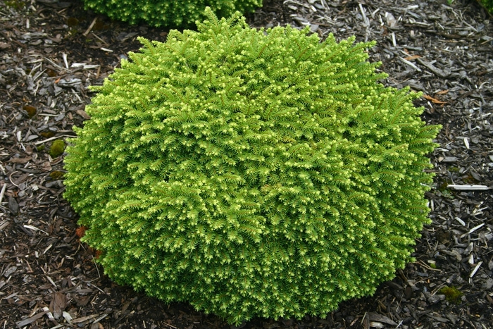 Little Gem Norway Spruce - Picea abies 'Little Gem' from Faller Landscape