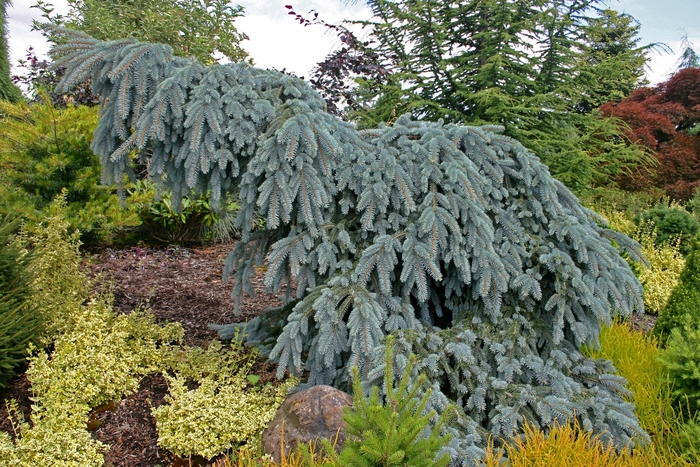 Weeping Blue Spruce - Picea pungens 'The Blues' from Faller Landscape
