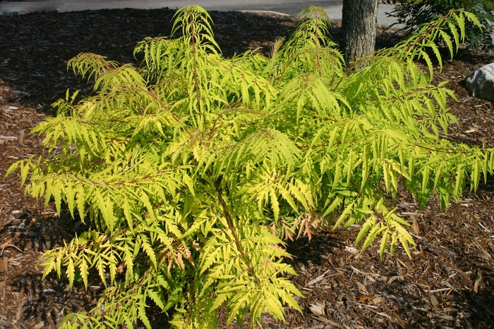 Tiger Eyes® Sumac - Rhus typhina 'Baitiger' from Faller Landscape