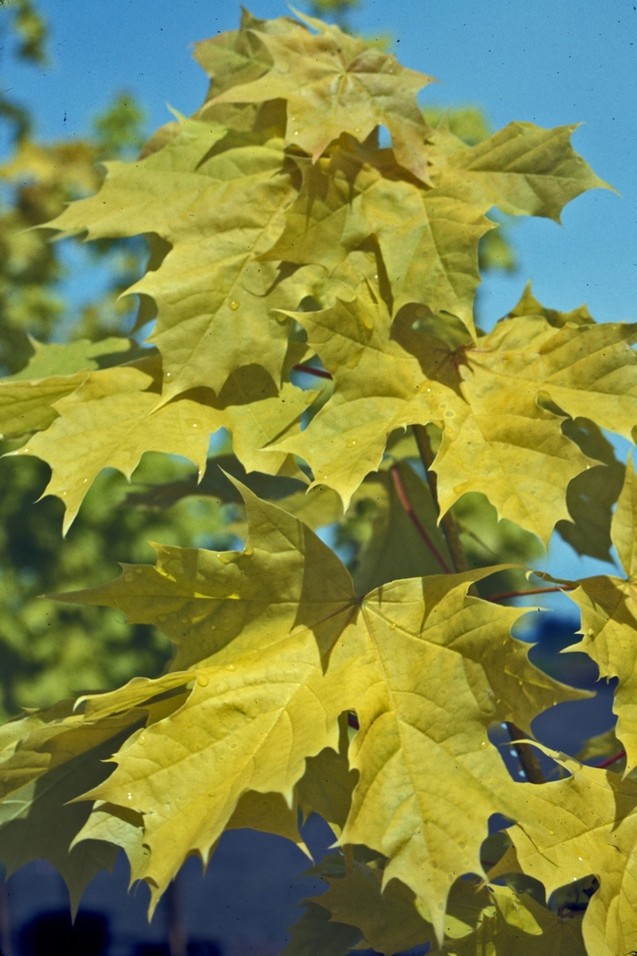 Princeton Gold® Maple - Acer platanoides 'Princeton Gold' from Faller Landscape