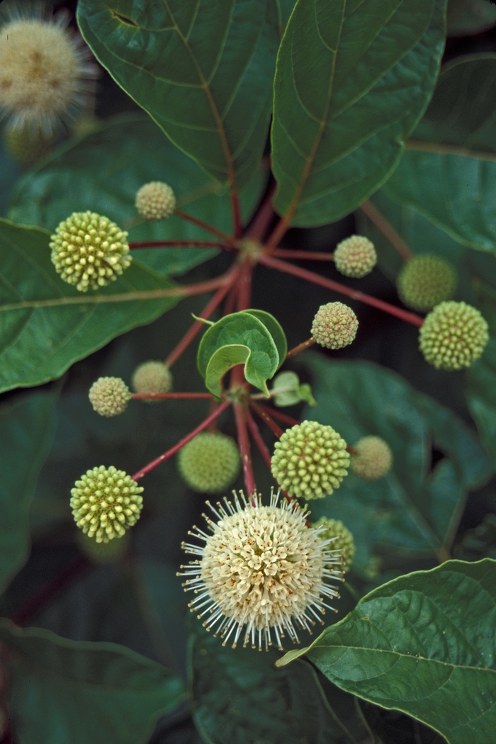 Buttonbush - Cephalanthus occidentalis from Faller Landscape