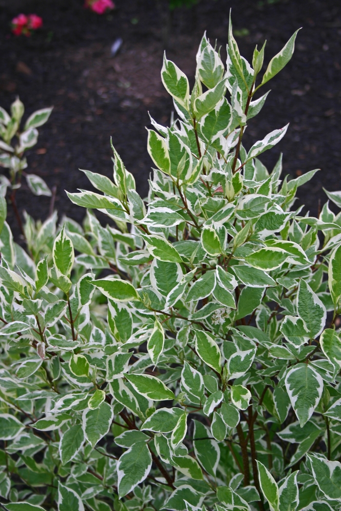 Variegated Dogwood - Cornus alba 'Baihalo' from Faller Landscape