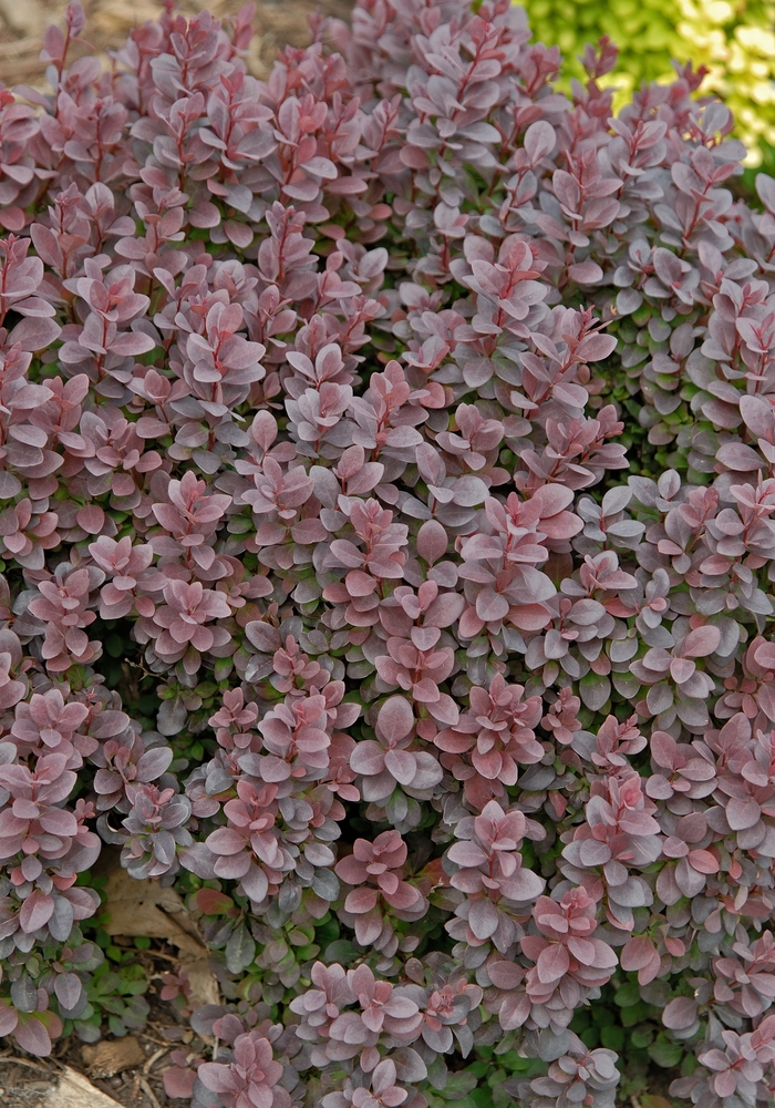 Concorde Japanese Barberry - Berberis thunbergii 'Concorde' from Faller Landscape