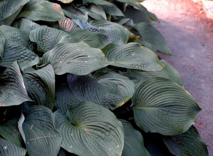 Blue Angel Hosta - Hosta 'Blue Angel' from Faller Landscape