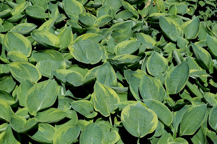 Tokudama Flavocircinalis Hosta - Hosta 'Tokudama Flavocircinalis' from Faller Landscape
