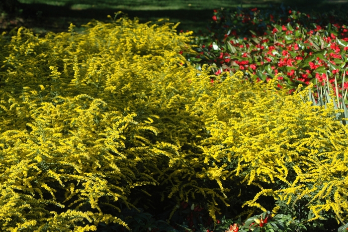 Fireworks Goldenrod - Solidago rugosa 'Fireworks' from Faller Landscape