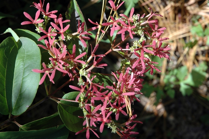 Seven Son Flower - Heptacodium miconioides from Faller Landscape