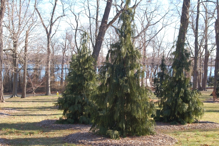 Weeping Alaska Cedar - Chamaecyparis nootkatensis 'Pendula' from Faller Landscape