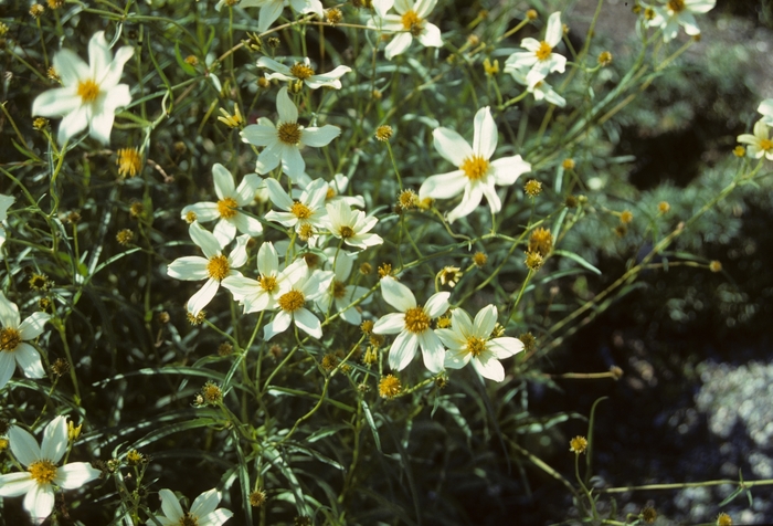 White Delight Bidens | Faller Landscape