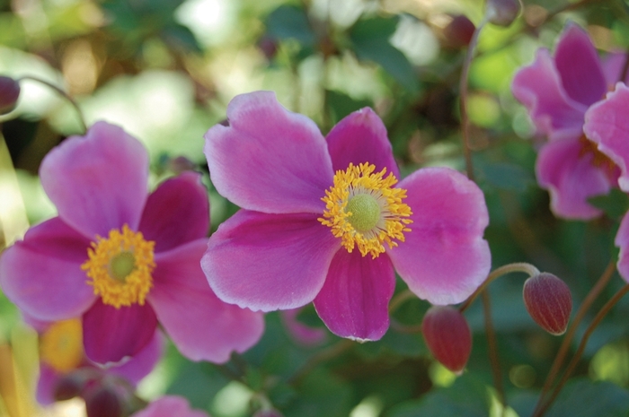 September Charm Windflower - Anemone 'September Charm' from Faller Landscape