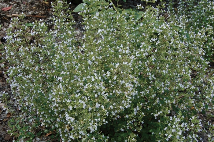 Calamint - Calamintha nepeta ssp nepeta from Faller Landscape