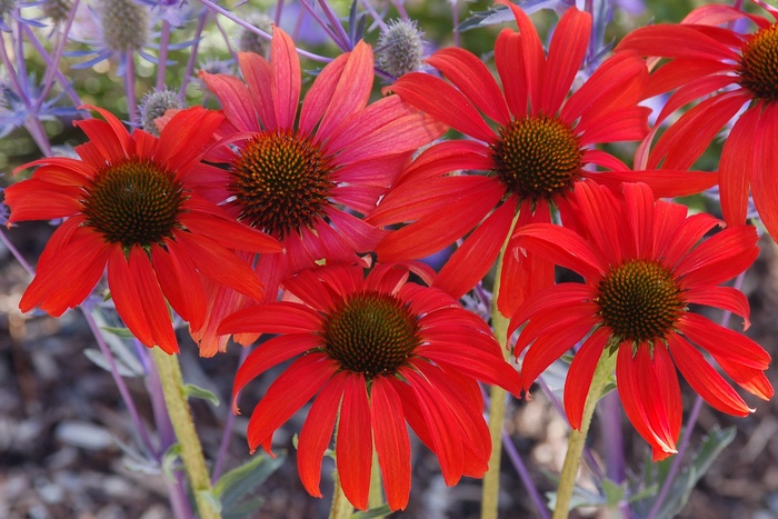 Tomato Soup Coneflower - Echinacea 'Tomato Soup' from Faller Landscape