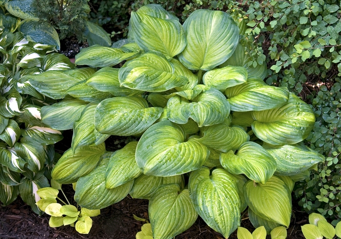Guacamole Hosta - Hosta 'Guacamole' from Faller Landscape