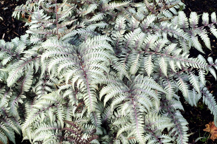 Silver Falls Japanese Painted Fern - Athyrium niponicum var. pictum 'Silver Falls' from Faller Landscape