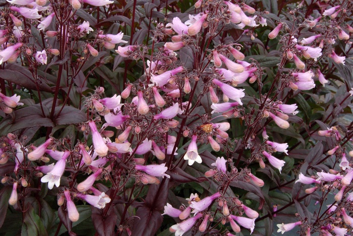 Dark Towers Penstemon - Penstemon 'Dark Towers' from Faller Landscape