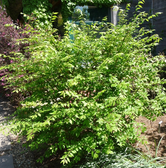 Little Moses™­­ Burning Bush - Euonymus alatus 'Odom' from Faller Landscape