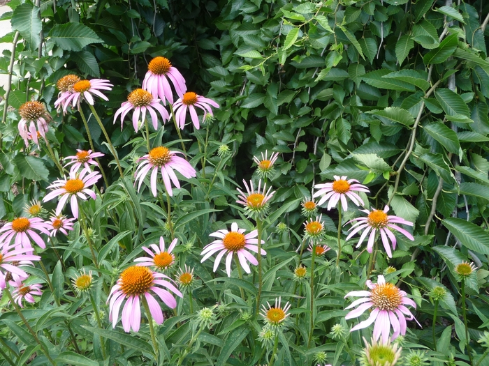 Purple Coneflower - Echinacea purpurea from Faller Landscape