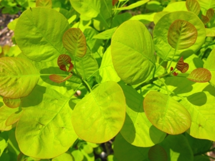 Golden Spirit Smokebush - Cotinus coggygria 'Ancot' from Faller Landscape