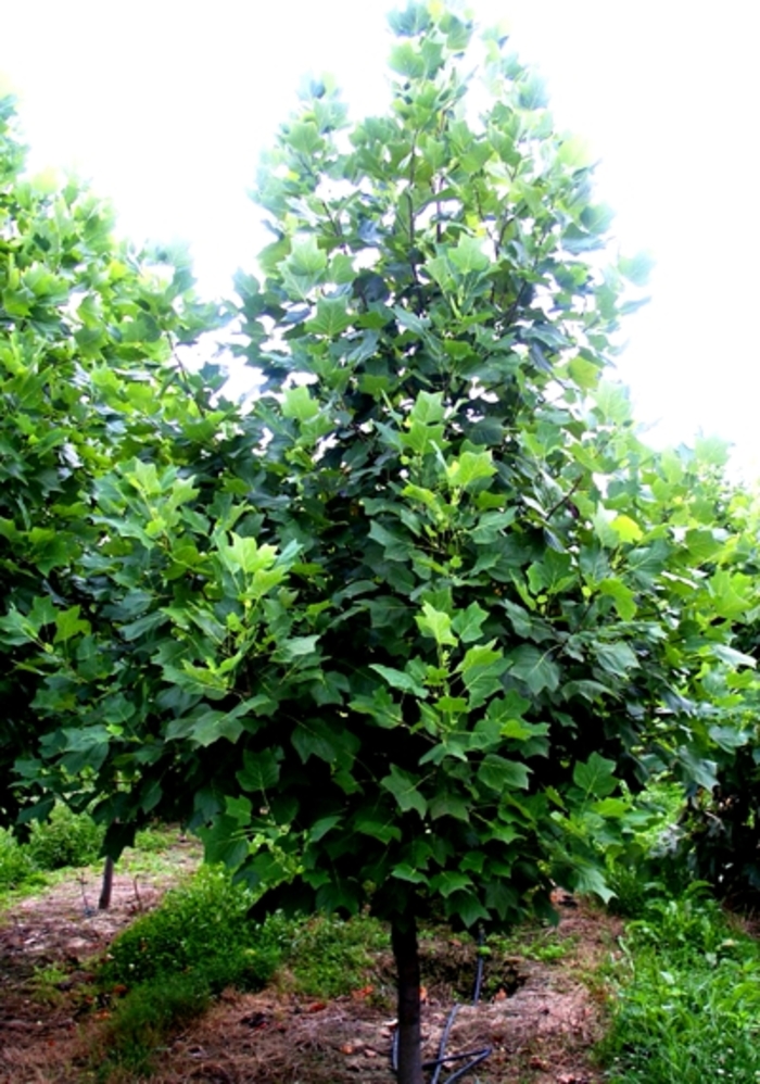 Tulip Tree - Liriodendron tulipfera from Faller Landscape