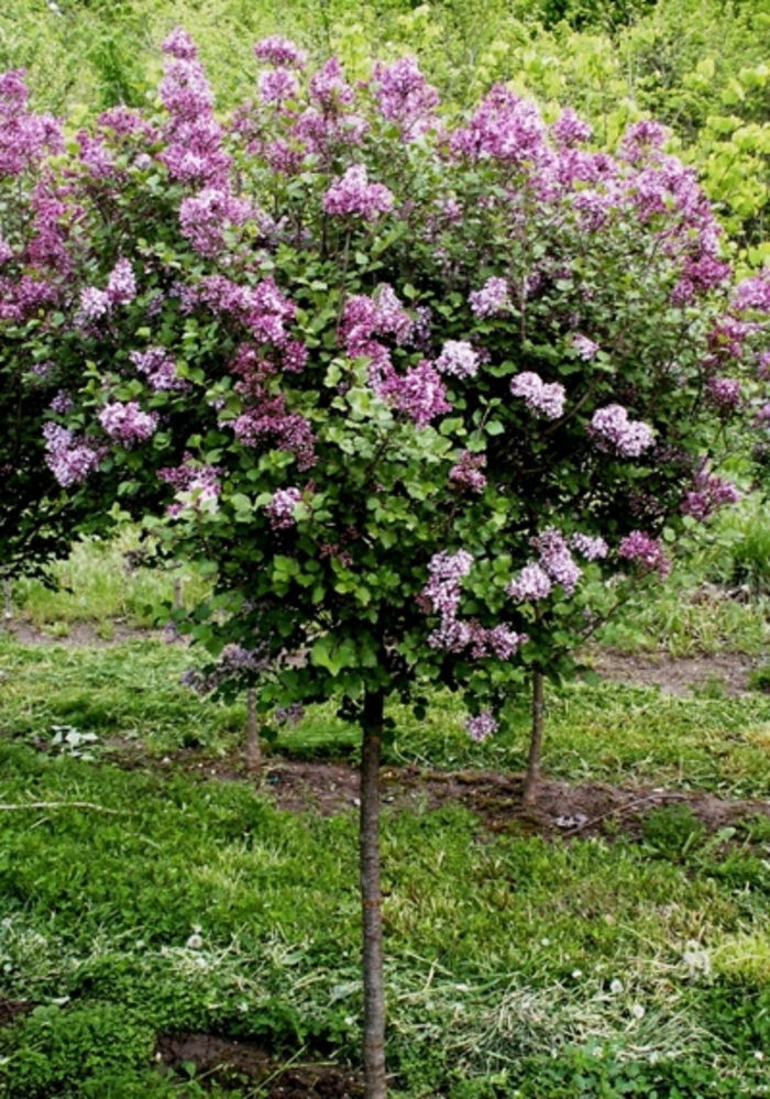 Bloomerang® Dark Purple Lilac - Syringa 'SMSJBP7' from Faller Landscape