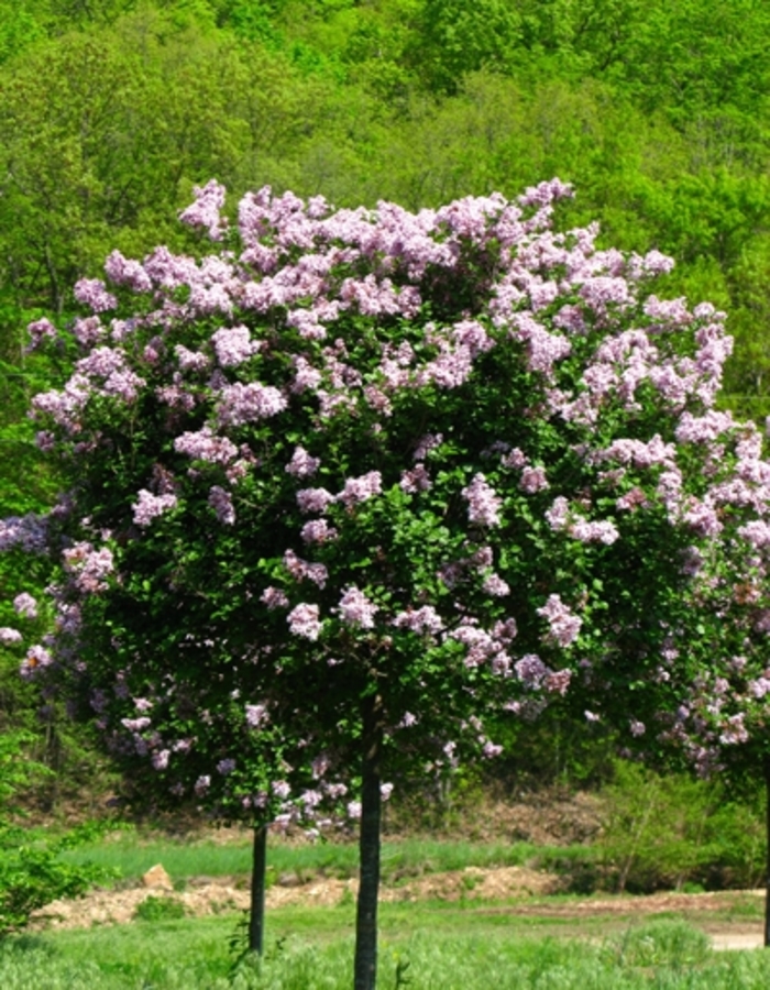 Palibin Lilac - Syringa meyeri 'Palibin' from Faller Landscape