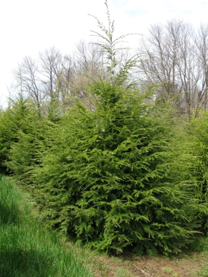 Canadian Hemlock - Tsuga canadensis from Faller Landscape