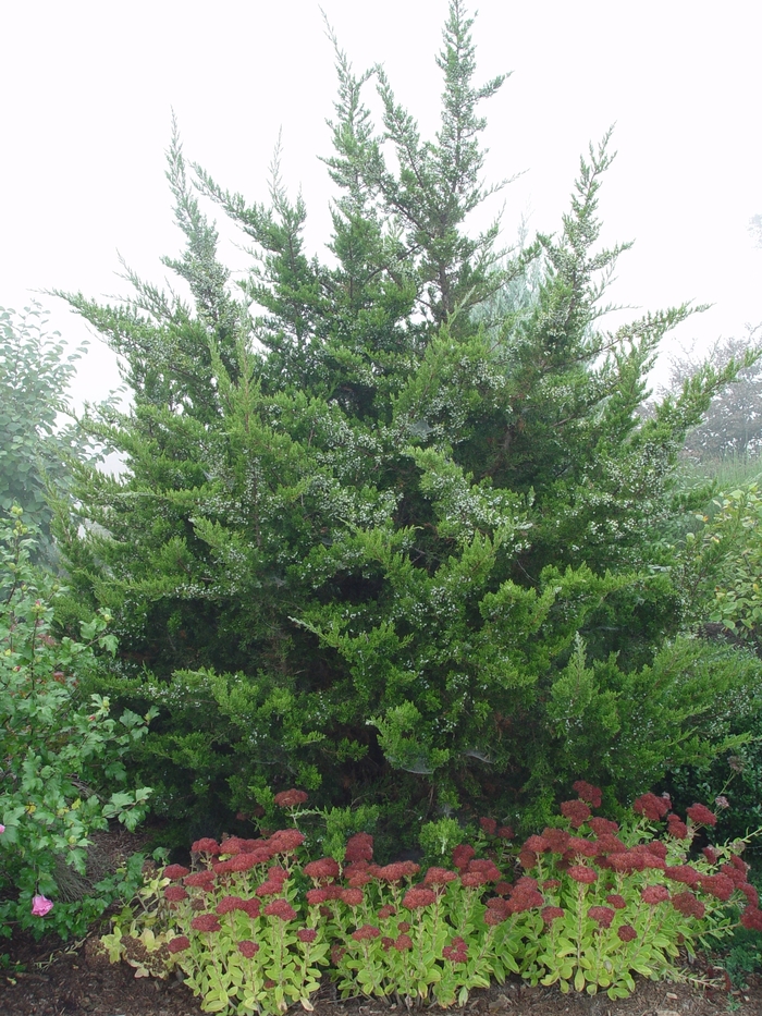 Eastern Red Cedar Faller Landscape eastern-red-cedar-faller-landscape