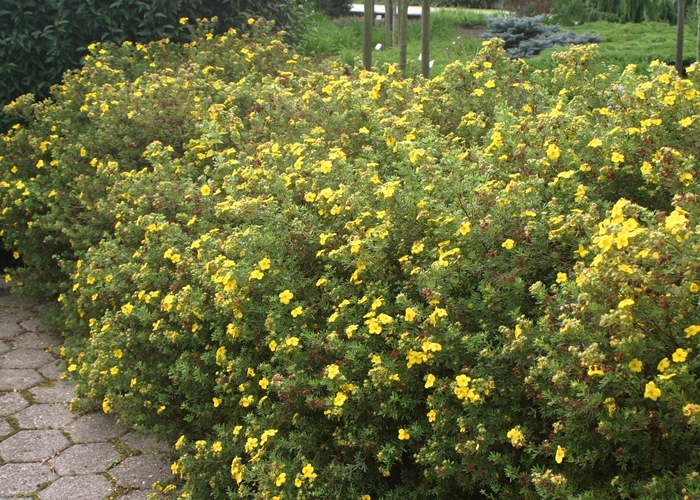 Goldfinger Potentilla - Potentilla fruticosa 'Goldfinger' from Faller Landscape