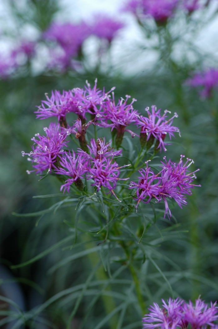 Iron Butterfly Ironweed - Vernonia lettermanii 'Iron butterfly' from Faller Landscape