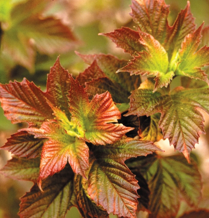 Redwing Cranberry Viburnum - Viburnum trilobum 'JN Select Redwing' from Faller Landscape
