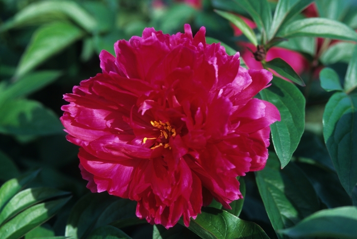 Karl Rosenfield Peony - Paeonia 'Karl Rosenfield' from Faller Landscape