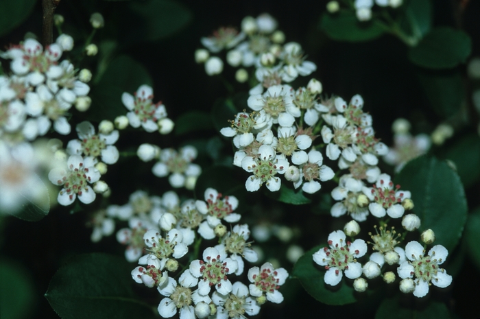 Black Chokeberry - Aronia melanocarpa 'Elata' from Faller Landscape