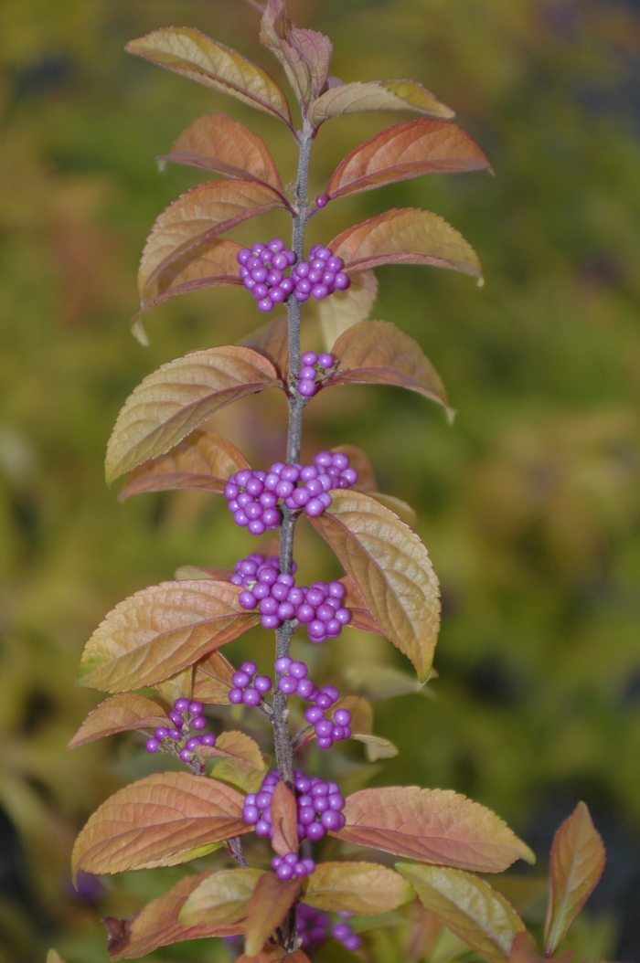 Early Amethyst Beautyberry - Callicarpa dichotoma 'Early Amethyst' from Faller Landscape