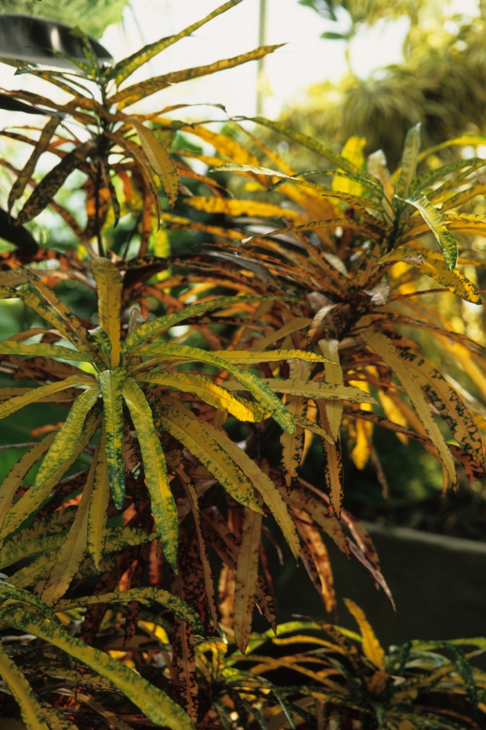 Mammy Croton | Faller Landscape