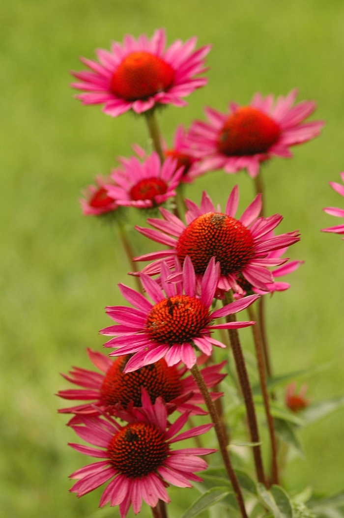 Vintage Wine Coneflower - Echinacea purpurea ''Vintage Wine'' from Faller Landscape