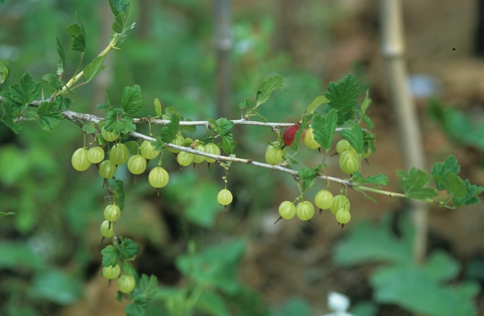 Pixwell Gooseberry - Ribes hirtellum 'Pixwell' from Faller Landscape