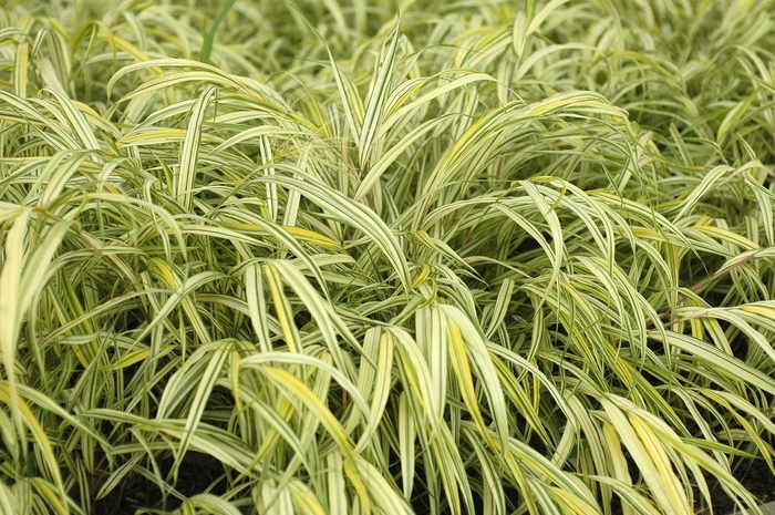 Aureola Hakon Grass - Hakonechloa macra from Faller Landscape
