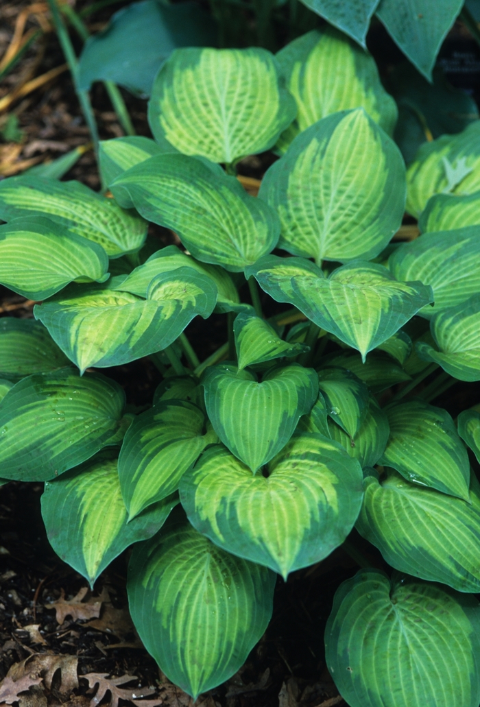Paul's Glory Hosta Faller Landscape