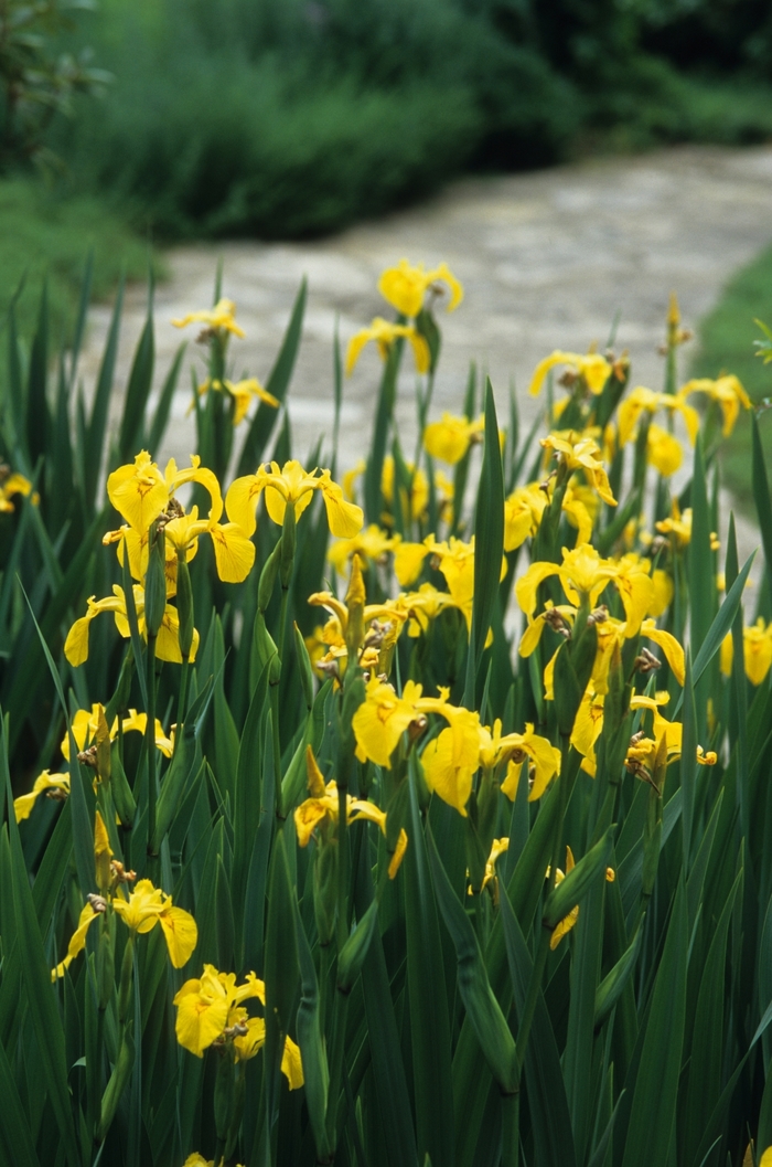 Yellow Flag Iris - Iris pseudacorus from Faller Landscape