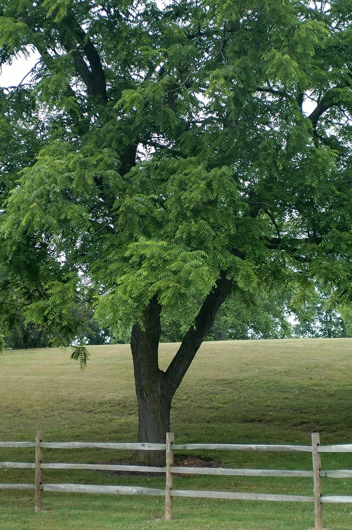 Black Walnut - Juglans nigra from Faller Landscape
