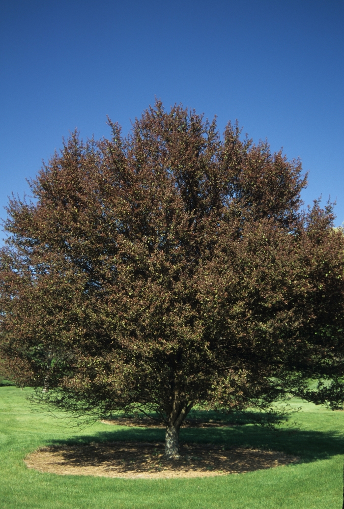 Velvet Pillar Crabapple | Faller Landscape