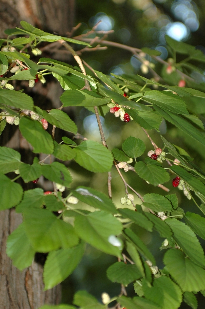 Red Mulberry - Morus rubra from Faller Landscape