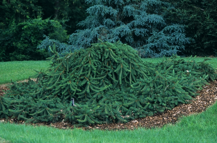 Creeping Norway Spruce - Picea abies 'Pendula' (Prostrate) from Faller Landscape