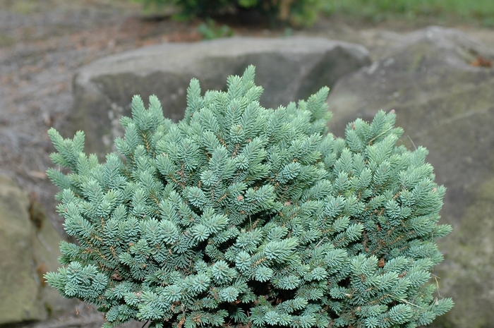 Cecilia Dwarf White Spruce - Picea glauca 'Cecilia' from Faller Landscape