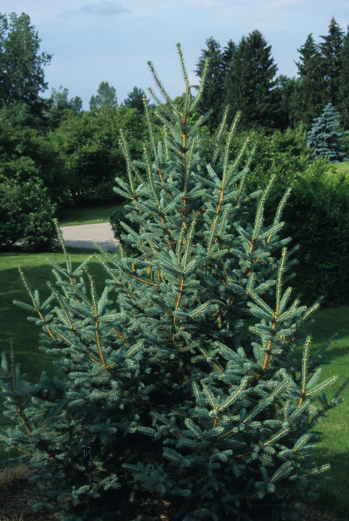Meyer's Spruce - Picea meyeri from Faller Landscape