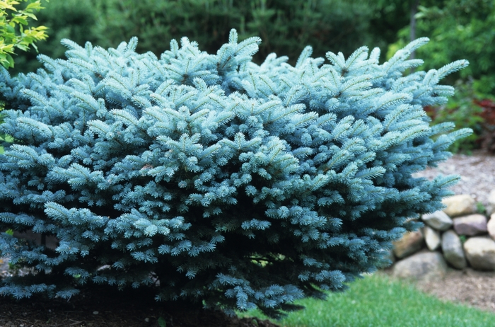 Globe Blue Spruce - Picea pungens 'Globosa' from Faller Landscape