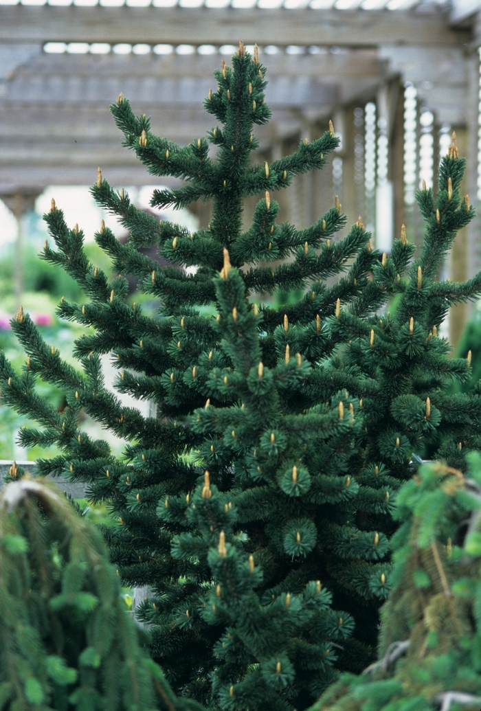 Bristlecone Pine - Pinus aristata from Faller Landscape