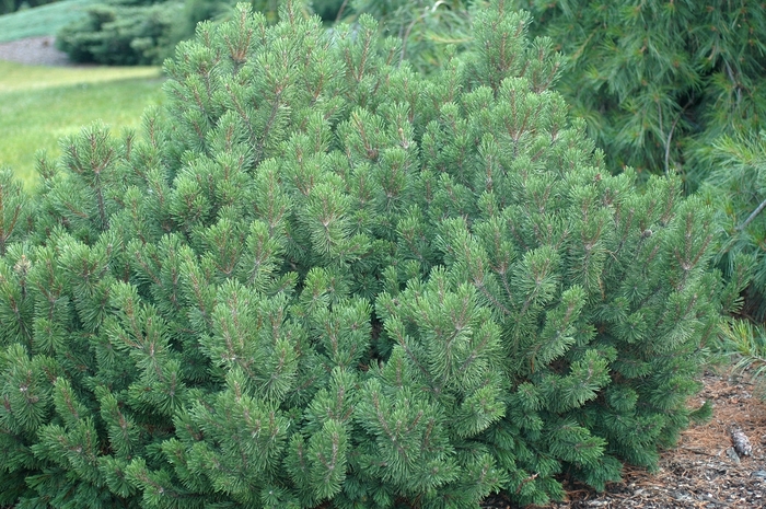 Slowmound Mugo Pine - Pinus mugo 'Slowmound' from Faller Landscape
