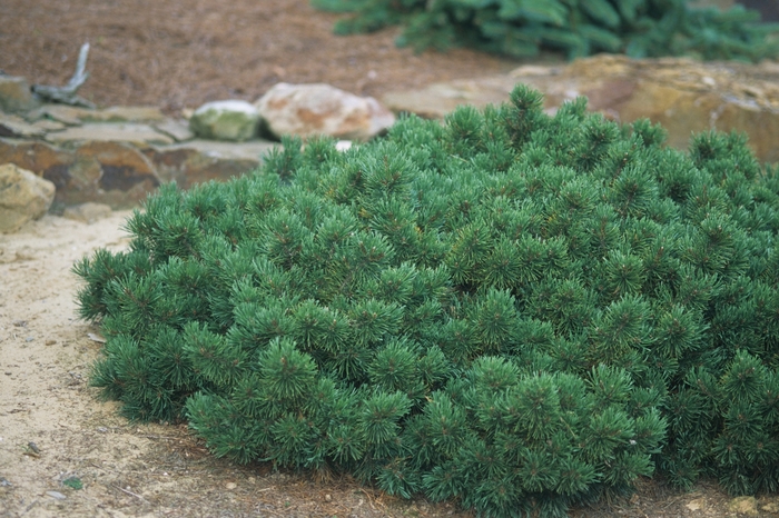 Dwarf Mountain Pine - Pinus mugo 'pumilio' from Faller Landscape