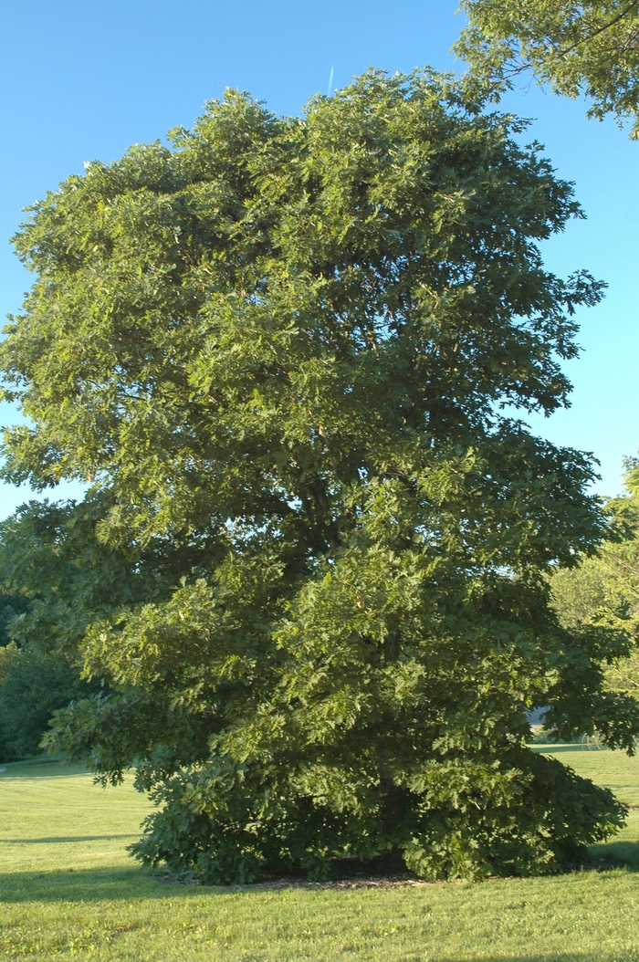 White Oak - Quercus alba from Faller Landscape